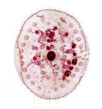  Stictococcus sjostedti  